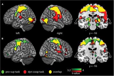 Neuroplastic Changes in Older Adults Performing Cooperative <mark class="highlighted">Hand Movements</mark>